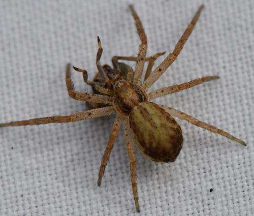 Philodromus dispar